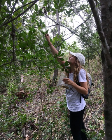 Collecting fruits from a littoral rainforest tree- Acronychia imperforata
